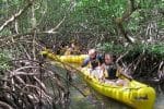 Pourquoi faire une excursion sur la mangrove de Guadeloupe