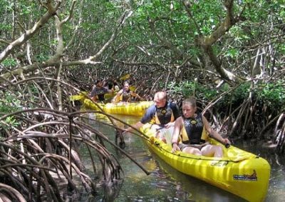 Pourquoi faire une excursion sur la mangrove de Guadeloupe