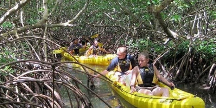 Pourquoi faire une excursion sur la mangrove de Guadeloupe