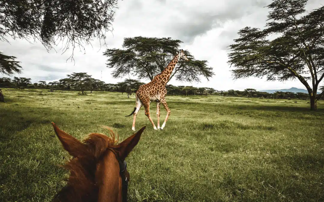 Safari Kenya les choses à ne pas manquer