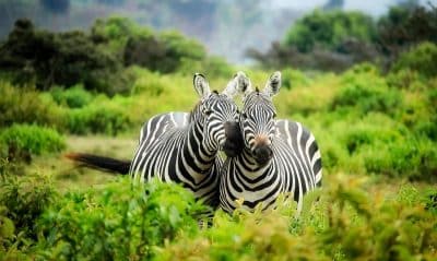 Safari Kenya les choses à ne pas manquer