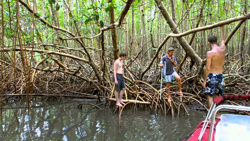 faire une excursion sur la mangrove de Guadeloupe