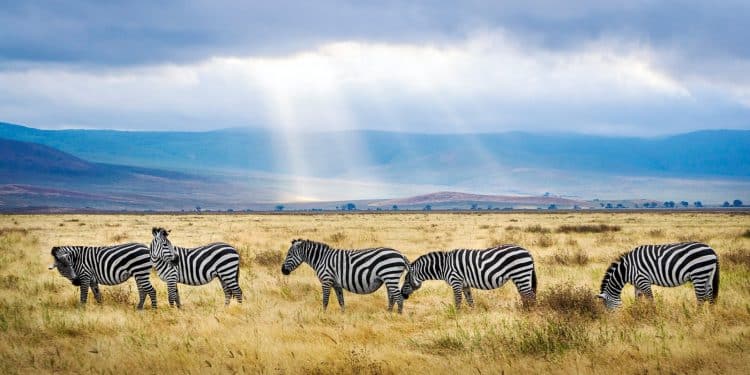 Est-il dangereux d'aller en Tanzanie ?