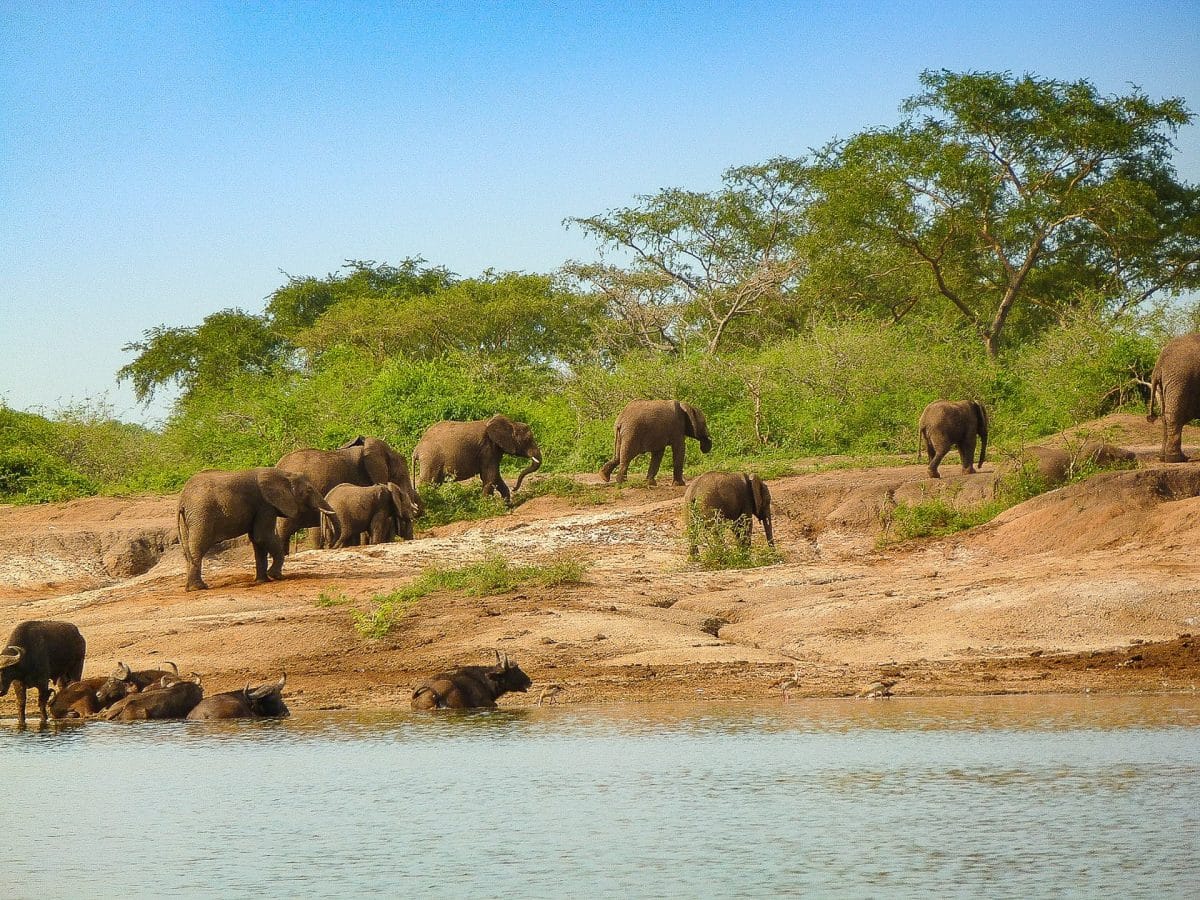 safari en février