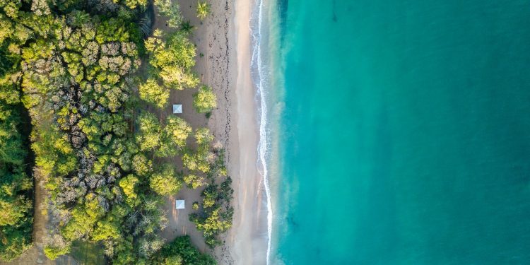 aerial view of trees near ocean