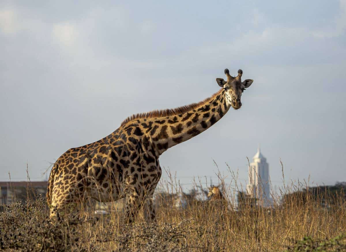 voyage séjour Afrique Kenya Nairobi