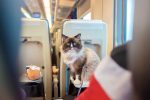 voyage en train avec chat