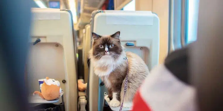 voyage en train avec chat