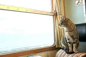 voyage en train avec chat